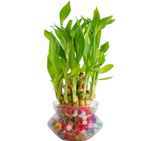 Two Layer Lucky Bamboo Plant