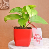Money Plant With Plastic Pot