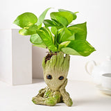 Money Plant With Groot Pot