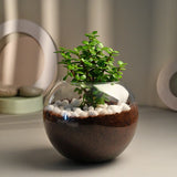 Jade Plant With Glass Bowl and Stone
