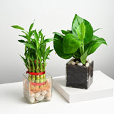 Golden Money Plant and Bamboo Plant With Glass Pot