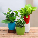 Golden Green and Marble Queen Money Plant