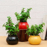 Jade Plant with Ceramic Pot Pack of 3