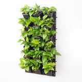 Green Money Plant With Wall Mounted Pot