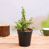 Jade Plant With Pot