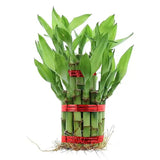 Two Layer Lucky Bamboo Plant With Glass Pot and Color Stones