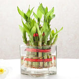 Two Layer Lucky Bamboo Plant With Pot
