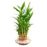 Two Layer Bamboo Plant With Glass Vase
