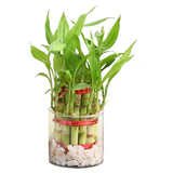Two Layer Bamboo Plant With Glass Vase