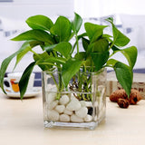 Money Plant With Glass Pot and White Pebbles