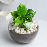 Money Plant With Bowl and White Stones
