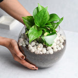 Money Plant With Bowl and White Stones