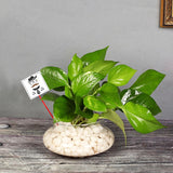 Money Plant With Glass Pot and Stone