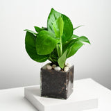 Green Money Plant With Glass Pot