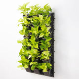 Golden Money Plant With Wall Mounted Pot