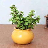 Jade Plant with Ceramic Pot