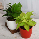 Green & Golden Money Plant With Pot