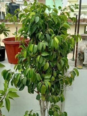 Ficus (फाइक्स)