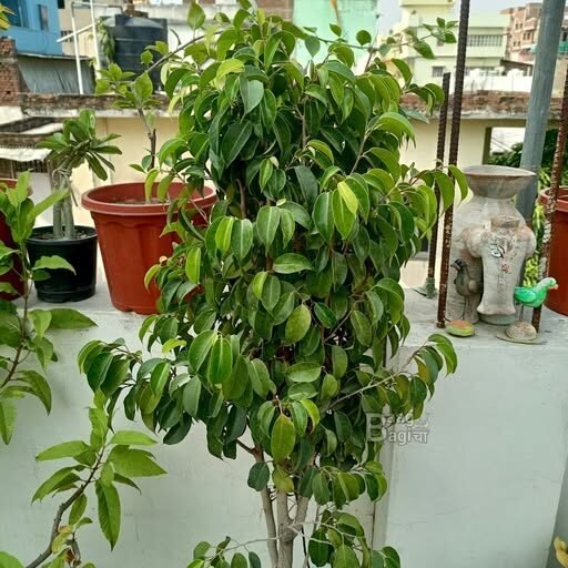 Ficus (फाइक्स)