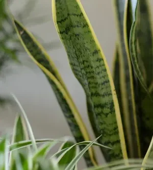 Sanapedia (सनापीडिया)