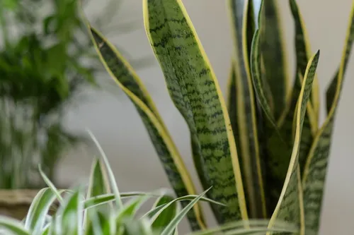 Sanapedia (सनापीडिया)