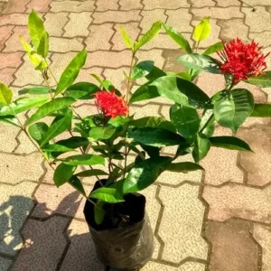 Ixora.webp Laulina (लौलिना)