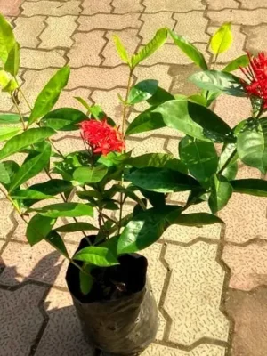 Laulina (लौलिना)
