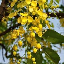 Amaltas (अमलतास)