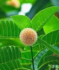 Kadam (कदम)