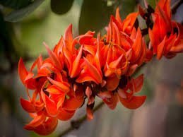 Palash (पलाश)