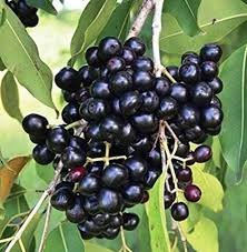Jamun (जामुन)