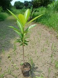 Chitwan (चीतवन)
