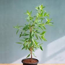 Conocarpus (कोनोकार्पस)
