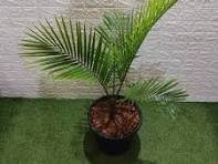 Rexona Palm (रेक्सोना पाम)
