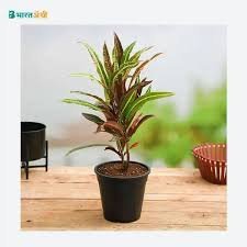 Croton (क्रोटन)