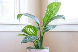 Dieffenbachia (डाइफेनबैचिया)