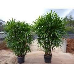 Ravish Palm (रबिशपाम)