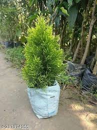 Golden Jhau (गोल्डन झाऊ)