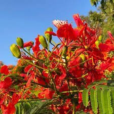 Gulmohar (गुलमोहर)
