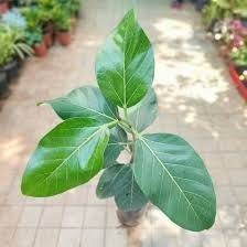 Bargad (बरगद)