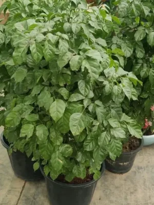 Reeder Machira (रीडर माचिरा)