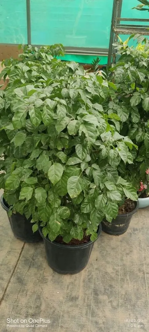 Reeder Machira (रीडर माचिरा)