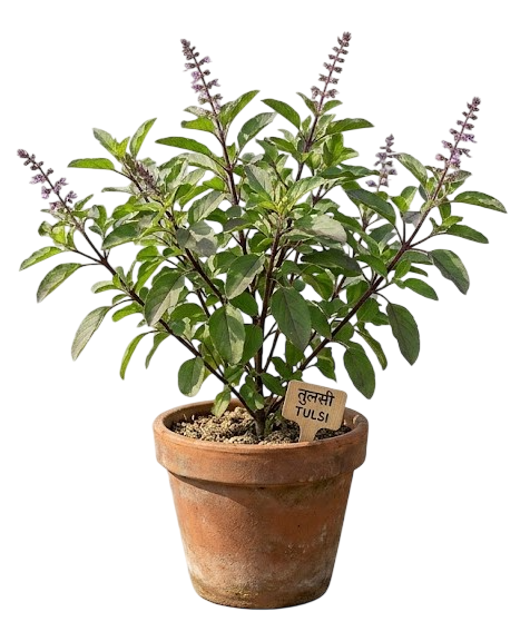 Medicinal Plants