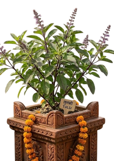 Spiritual Plants