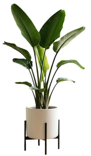 Indoor Plants