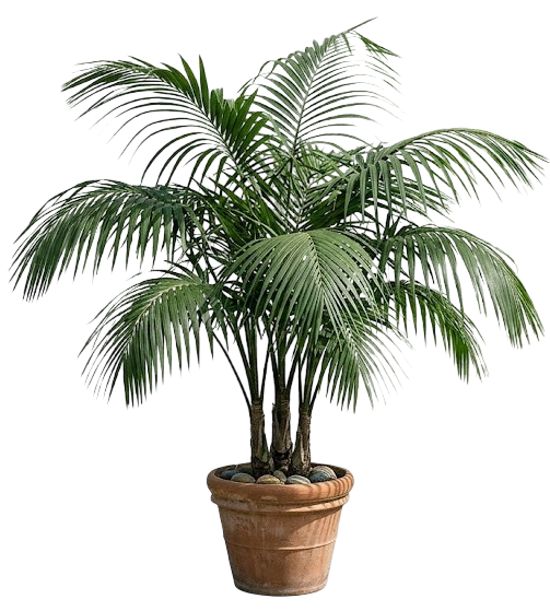 Palm Plants
