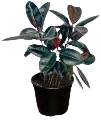 Outdoor Plants