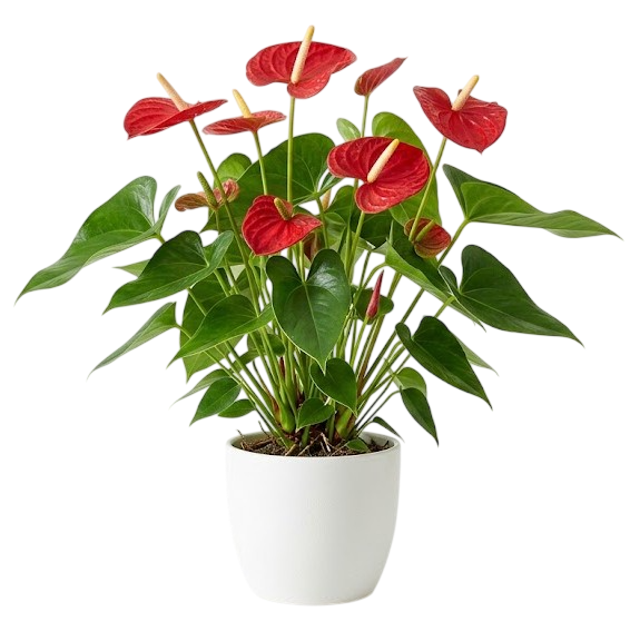 Flowering Plants