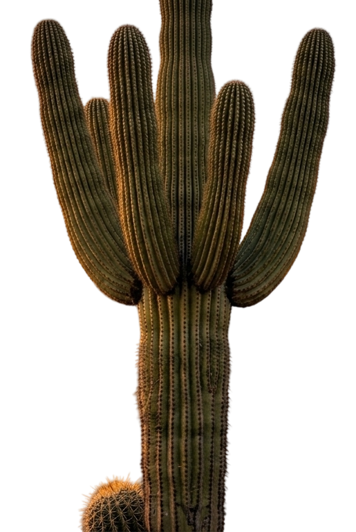 Cactus Plants