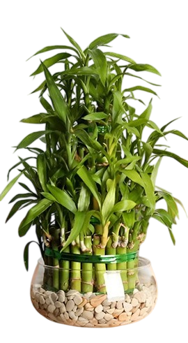 Lucky and Vastu Plants